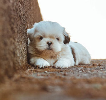 DogVitality®