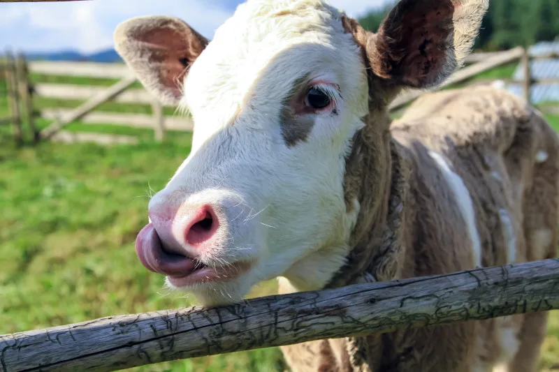 Calf outdoors beside a wooden fence