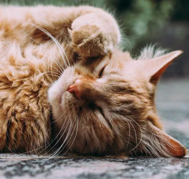 Katt