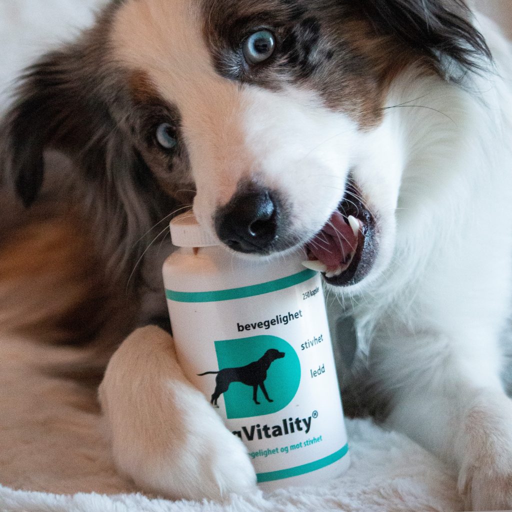 Lene Thorud Lexi DV 250kaps