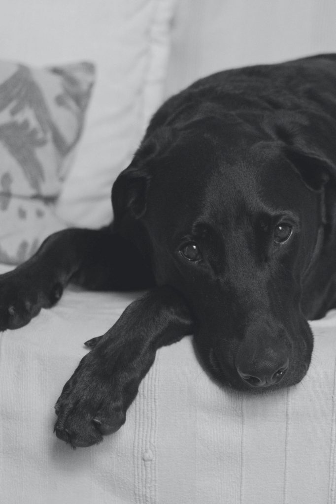 Read more about the article Redusert matlyst eller uro hos hund? Dette kan være tegn på stress