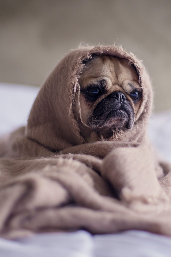stress hos hund, redusert matlyst, mer bjeffing eller oppmerksomhetssøkende atferd
