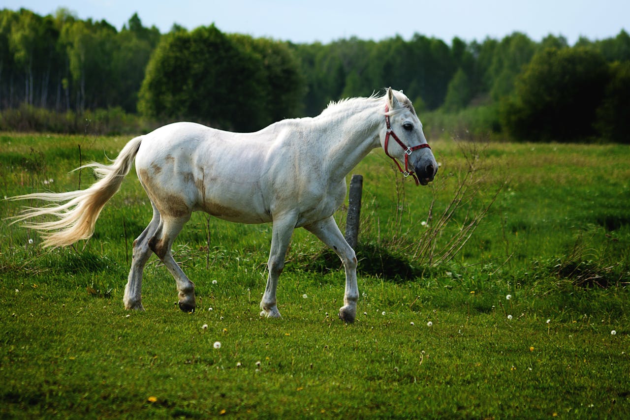 You are currently viewing Magesår hos hest – tegn du ikke må overse og naturlig lindring