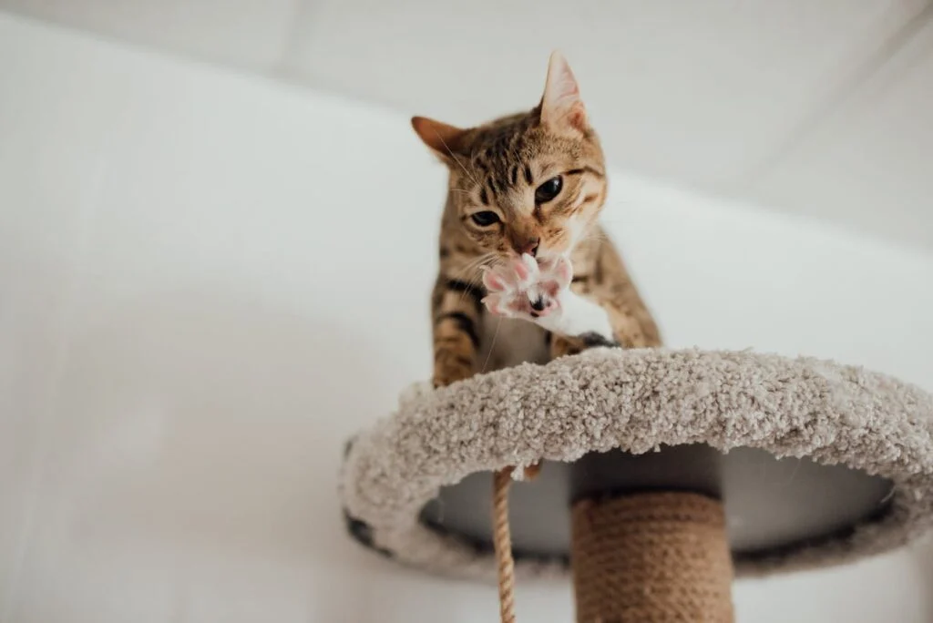 Illustrasjon til artikkel om kattens hud og poter