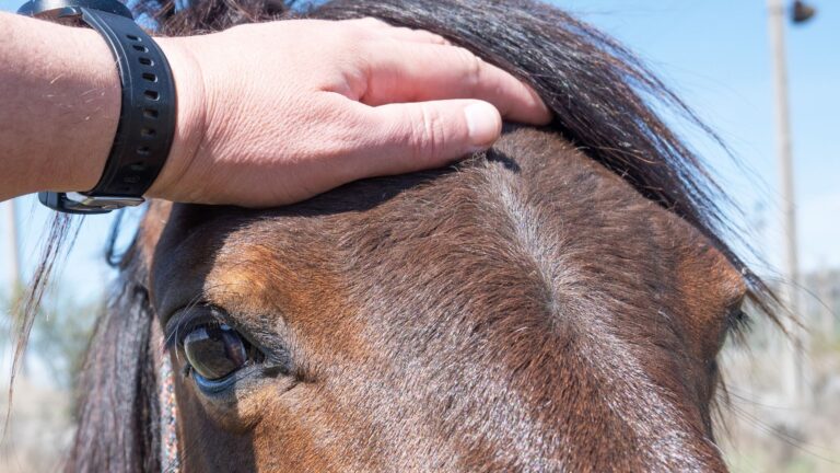 Read more about the article Hest med dårlig hold? Dette kan være årsaken – og slik får du den tilbake i form