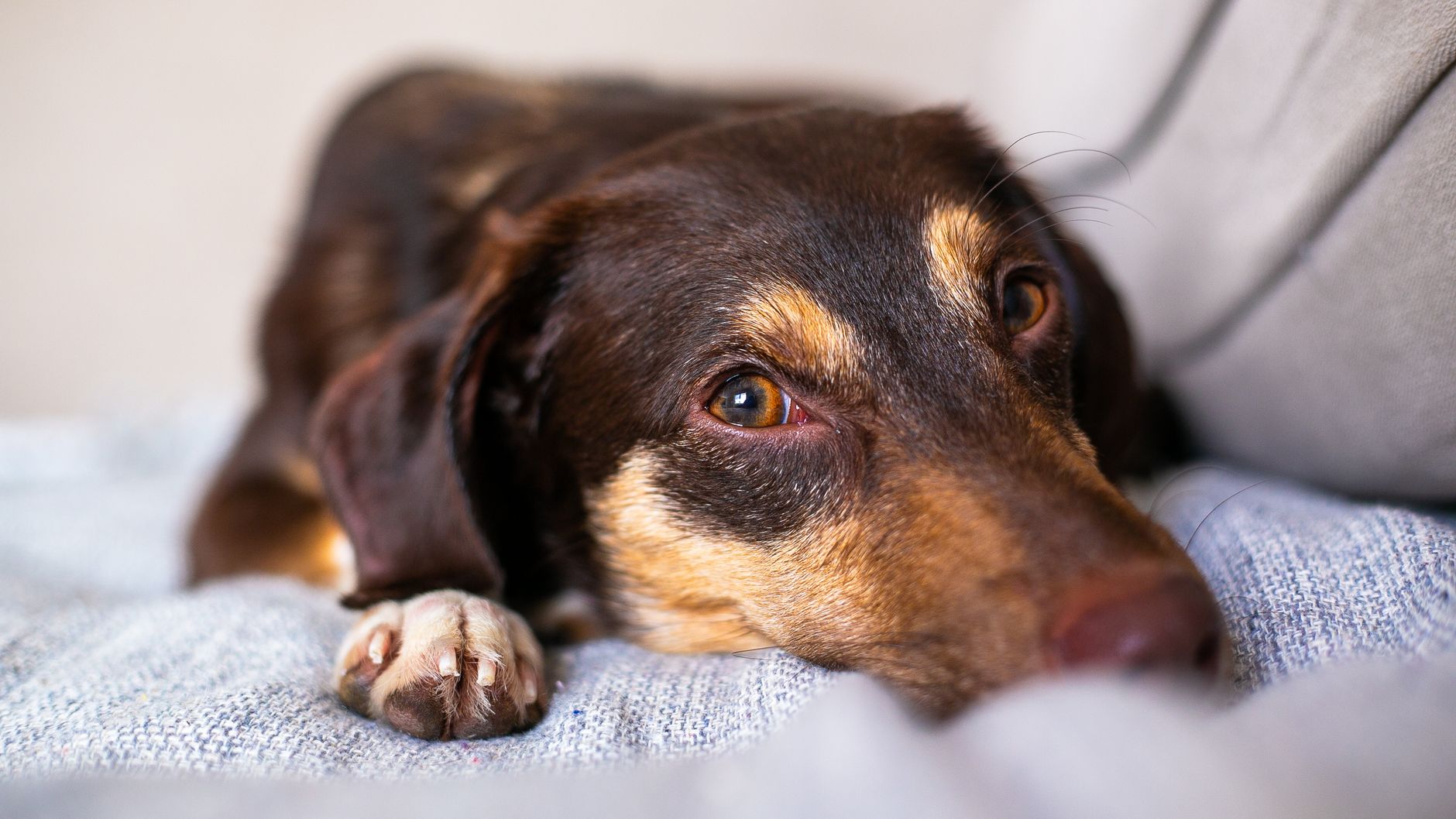 You are currently viewing Blodig diaré hos hund – når må du kontakte veterinær?