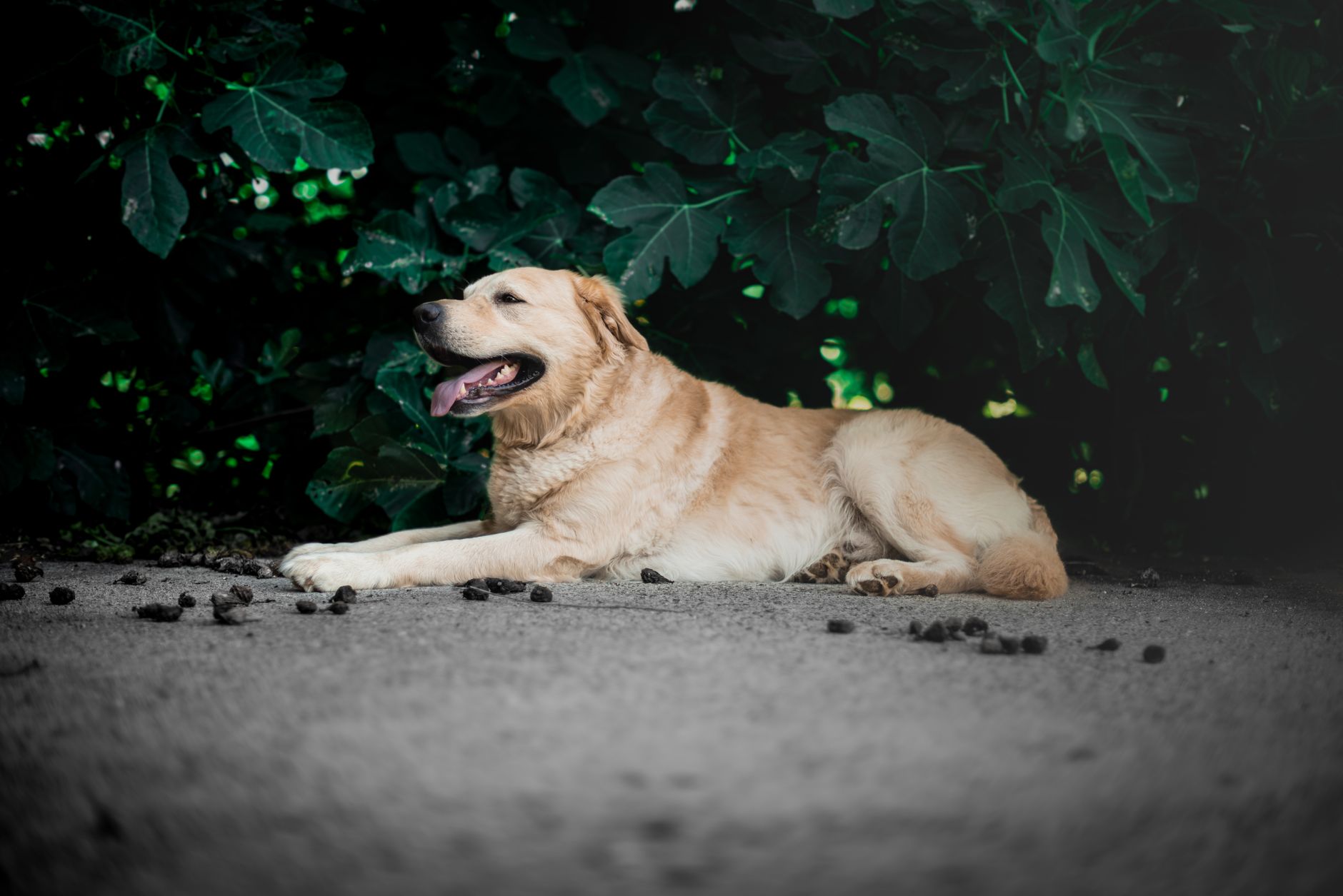 You are currently viewing Langvarig diaré hos hund: årsaker og utredning