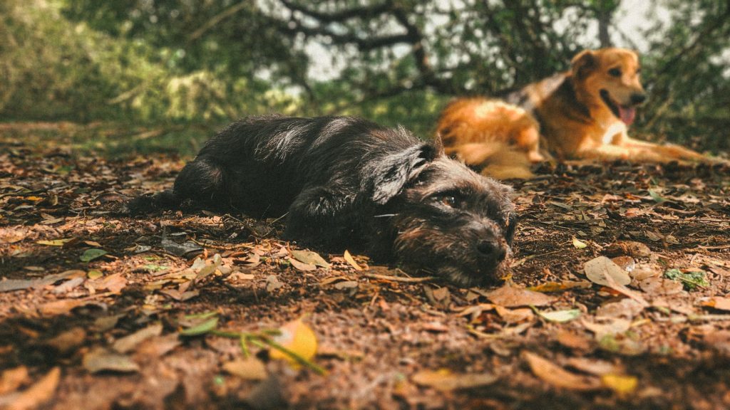Vanlige årsaker til blodig diaré hos hund