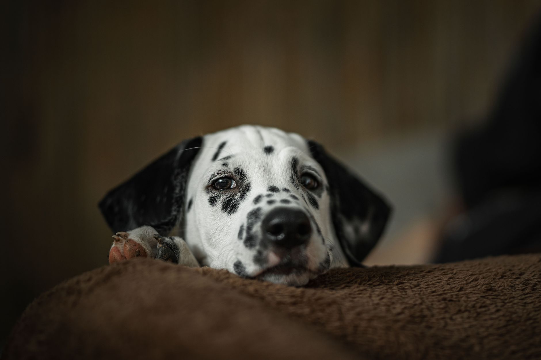 You are currently viewing 7 råd ved diaré og oppkast hos hund